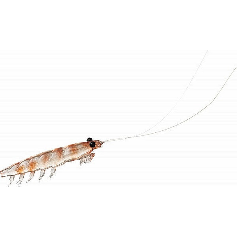 Daiwa Comfortable Real Krill M Raw Krill